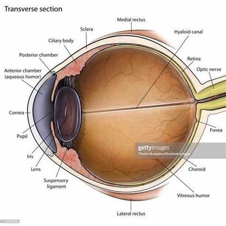 Esquema Do Olho Humano Em Corte