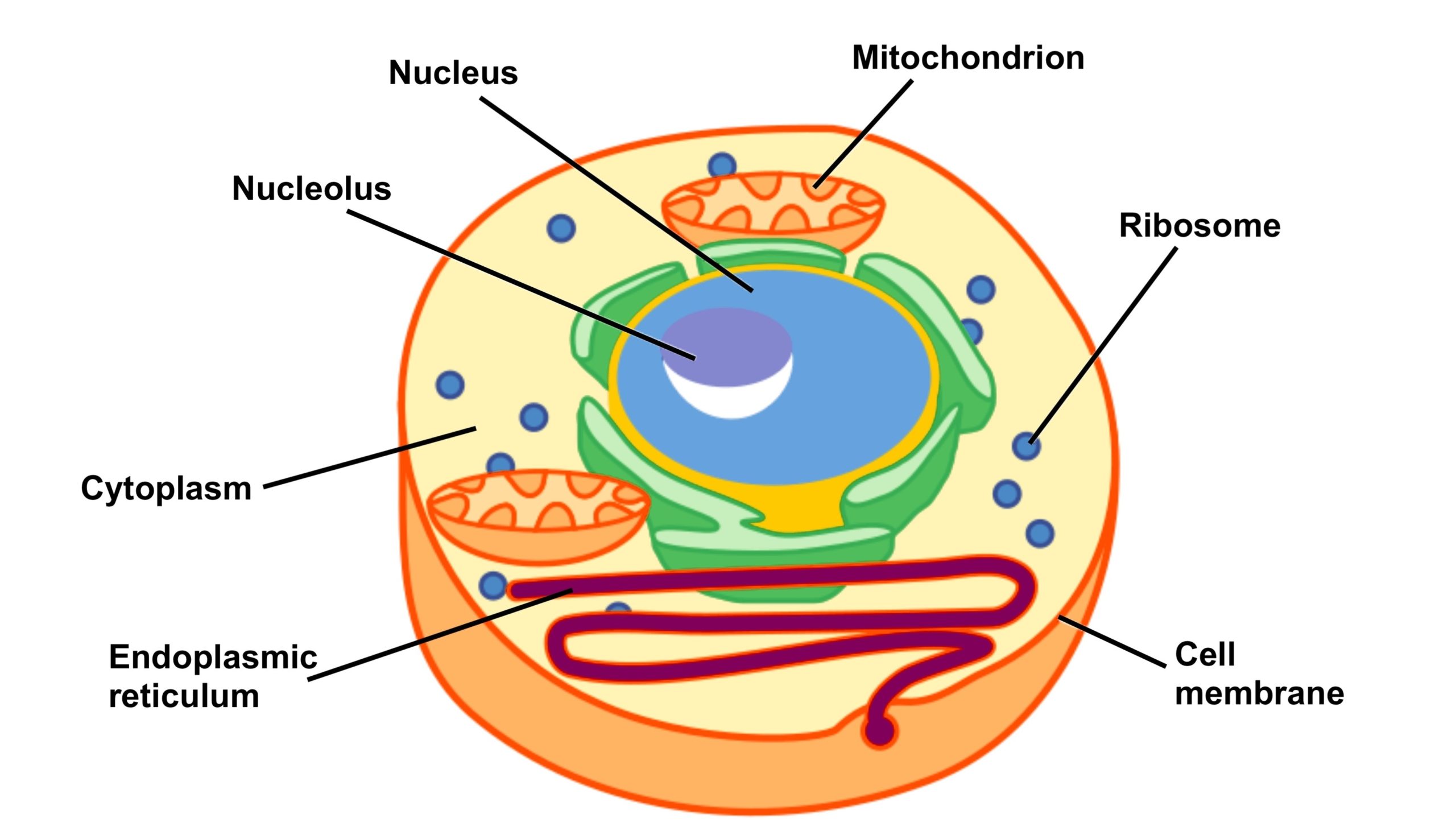 Eukaryotic Cell Structure And Function