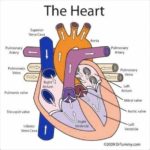 Evolution Of The Human Heart Example Of