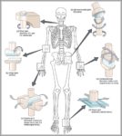 Examples Of Hinge Joints Image