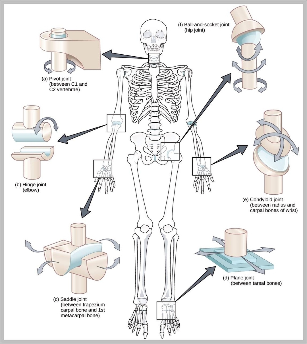 Examples Of Hinge Joints Image