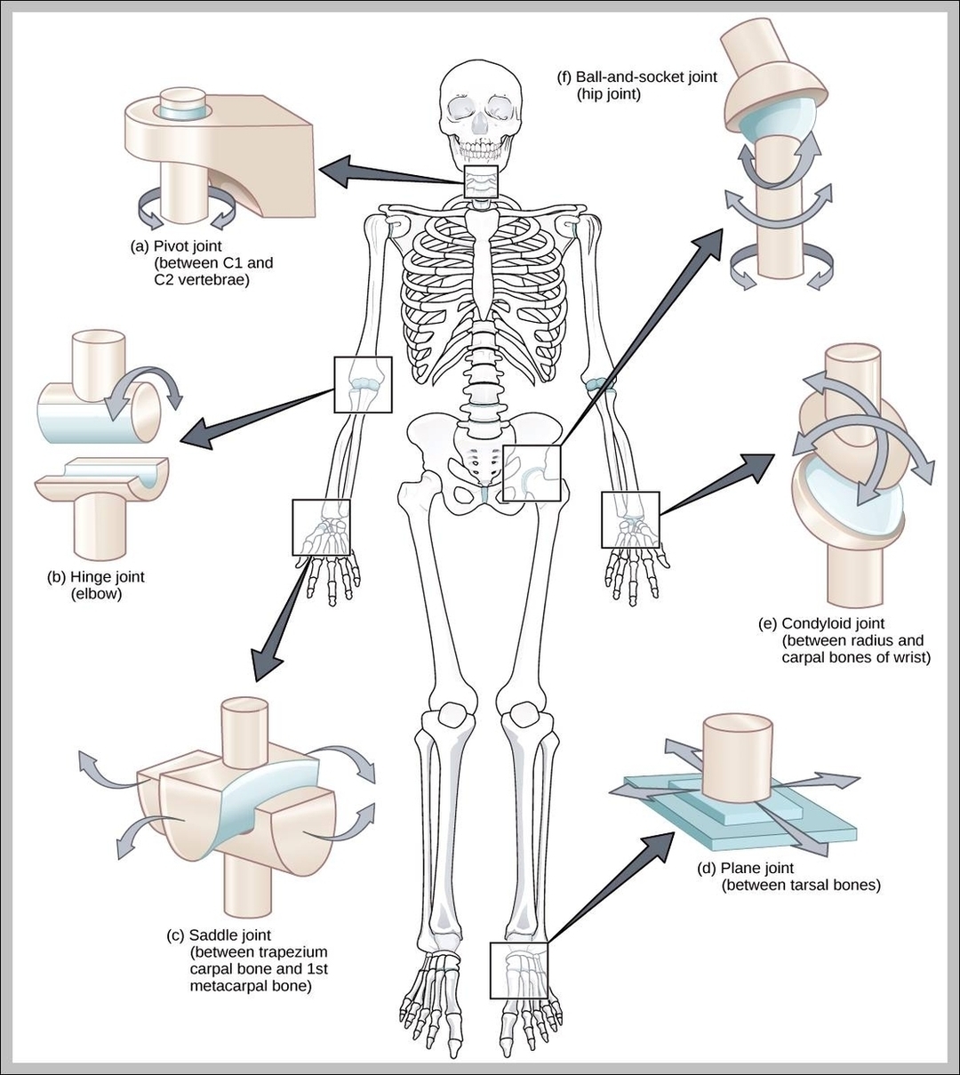 hinge | Anatomy System - Human Body Anatomy diagram and chart images