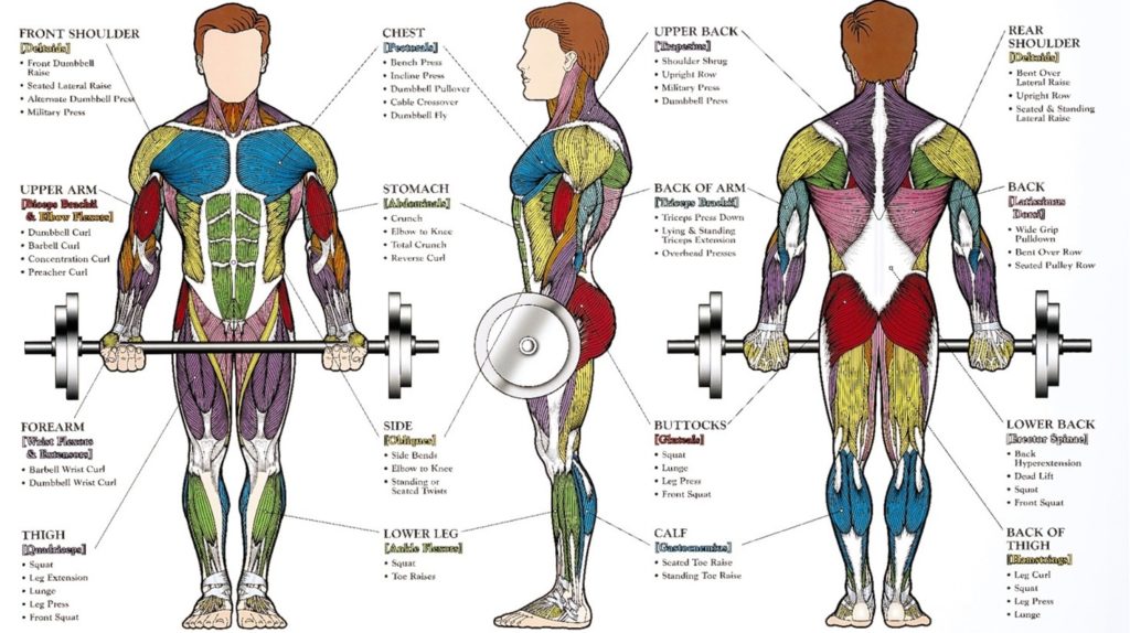 Exersize Muscle Guide