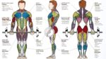 Exersize Muscle Guide