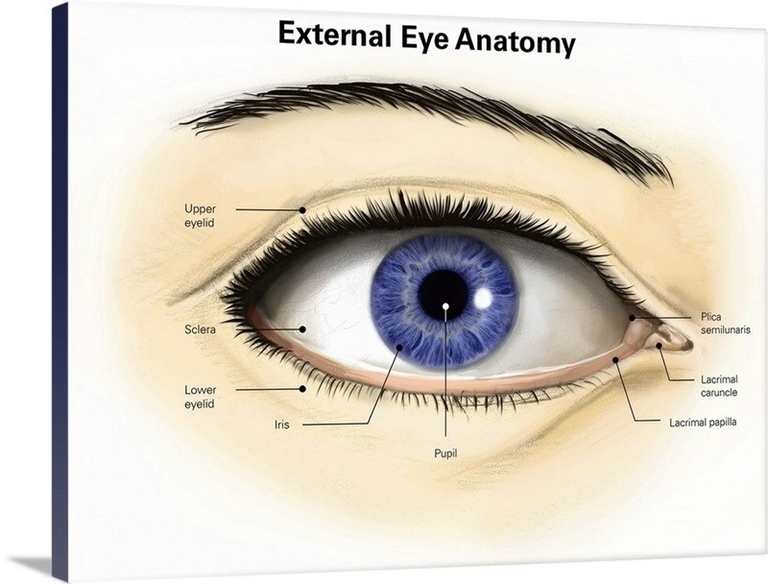 External Anatomy Of The Left Human Eye
