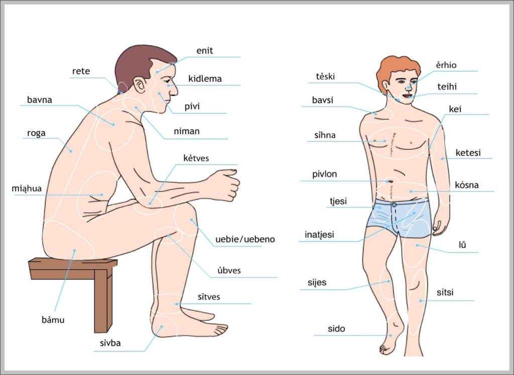 External Body Parts Image