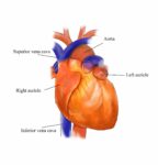 External Structure Of Heart Anatomy Diagram