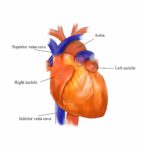 External Structure Of Heart Anatomy Diagram Illustrated