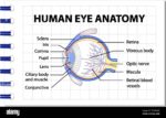 Eye Anatomy Labeled