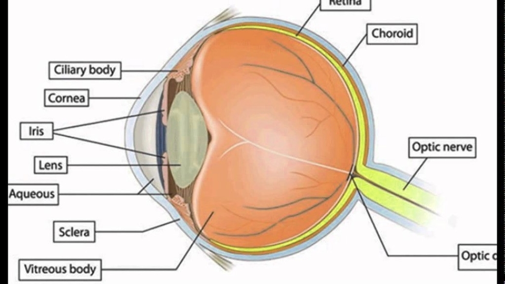 Eye Structureiris Eye Diagram