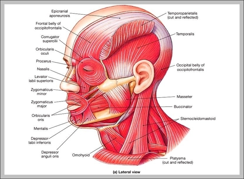 Face Muscles Diagram Image