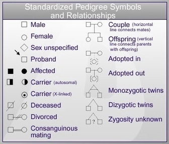 Family Pedigree Symbols