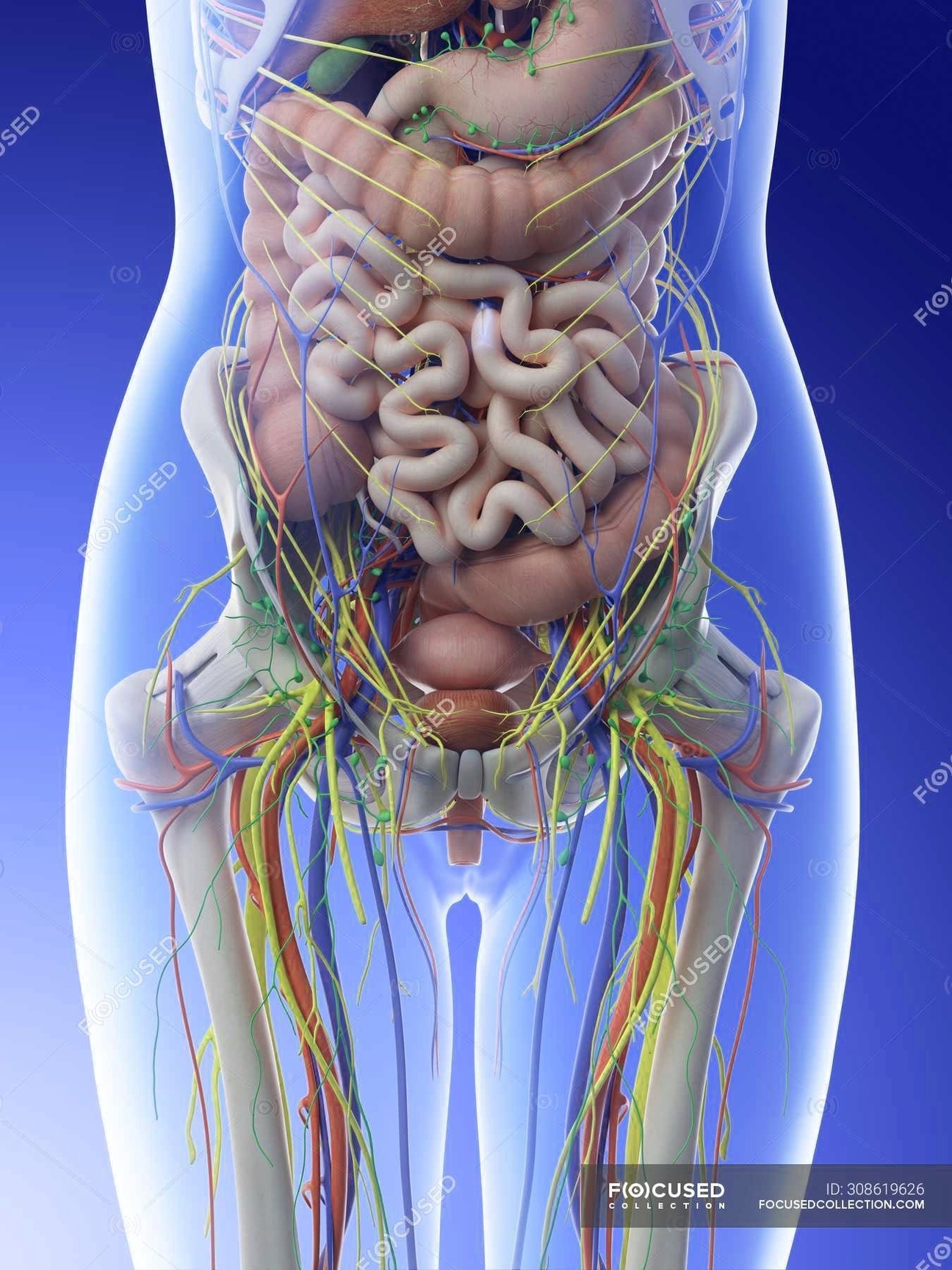 Female Abdominal Anatomy And Internal Organs