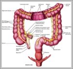 Female Anatomy Appendix Image