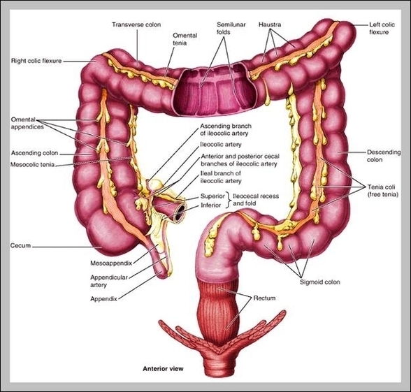 Female Anatomy Appendix Image