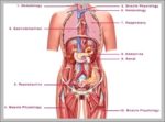 Female Anatomy Diagram Image