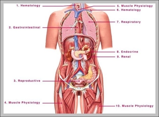 Female Anatomy Diagram Image