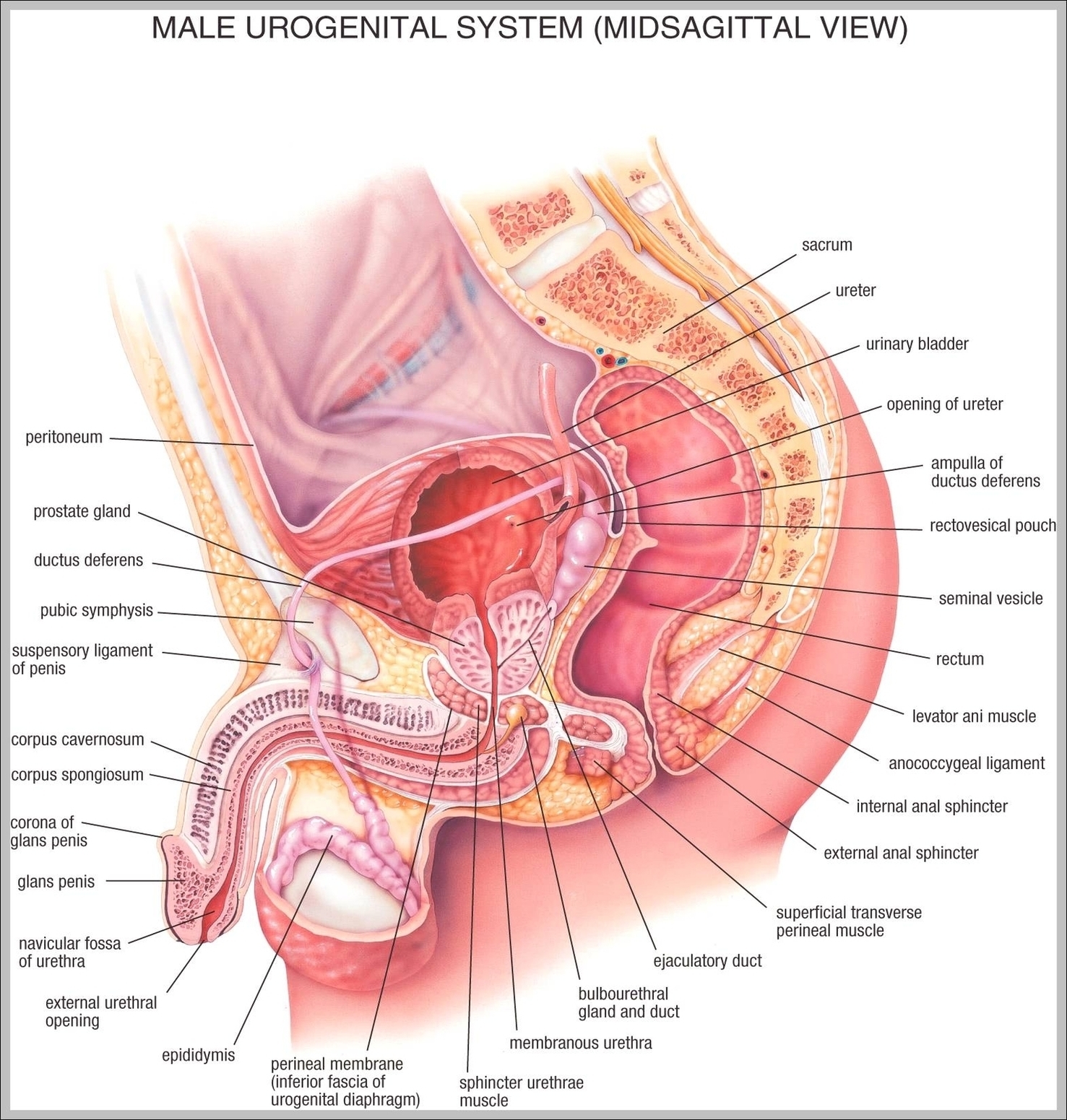 Female Anatomy Illustration Image