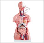 Female Anatomy Model Image