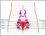 Female Groin Lymph Nodes Diagram Image