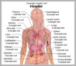 Female Human Anatomy Organs Diagram Image