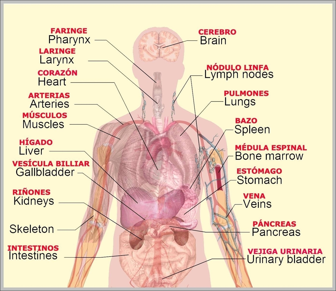 Female Human Body Parts Image Anatomy System Human Body Anatomy 