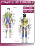 Female Muscle Diagram And Definitions