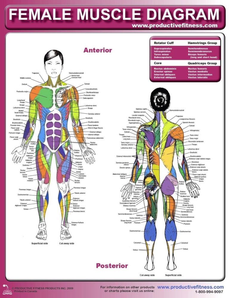 Female Muscle Diagram And Definitions Anatomy System Human Body