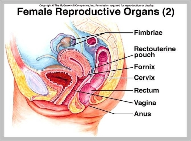 Female Reproductive System Anatomy Diagram Image