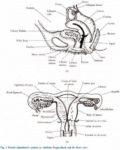 Female Reproductive System Illustrated