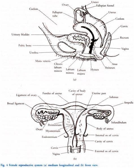 Female Reproductive System Illustrated