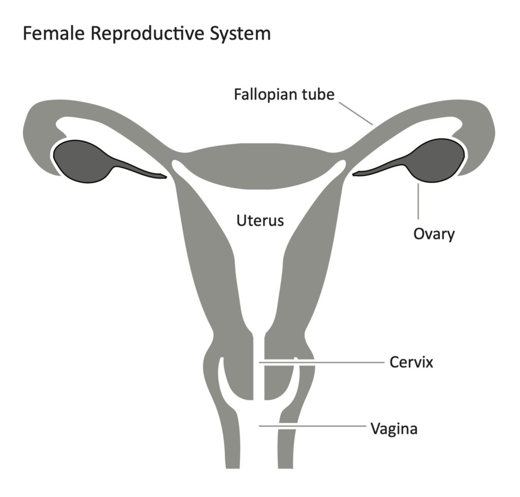 Female Reproductive System Representation