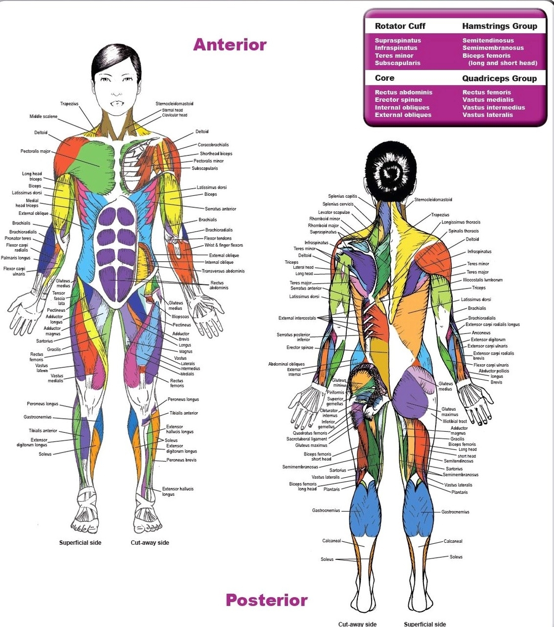 Female muscles with labels Anatomy System Human Body Anatomy
