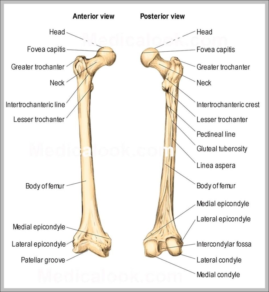 Femur Anatomy Diagram Image | Anatomy System - Human Body Anatomy ...