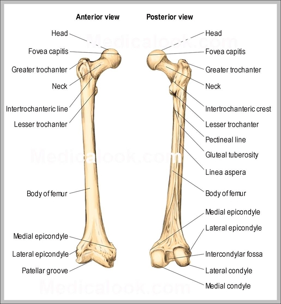 Femur Anatomy Diagram Image