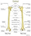 Femur Bone Anatomy