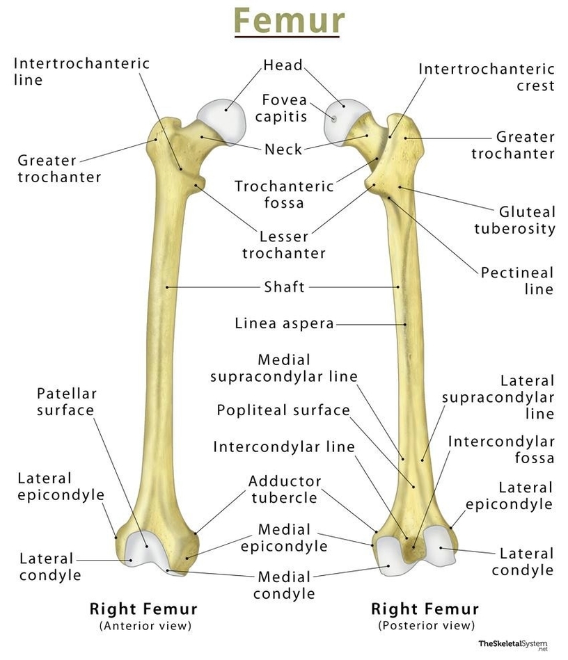 Femur Bone Anatomy