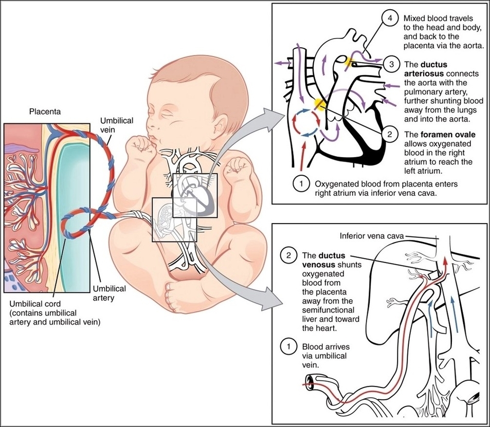Fetal Circulatory System