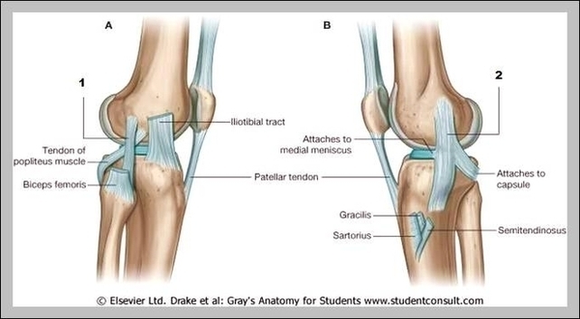Fibular Collateral Ligament Image
