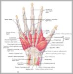 Finger Anatomy Image