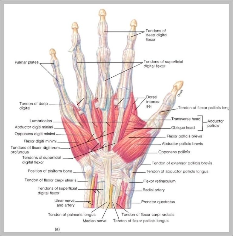 anatomy-of-the-hand-brace-access