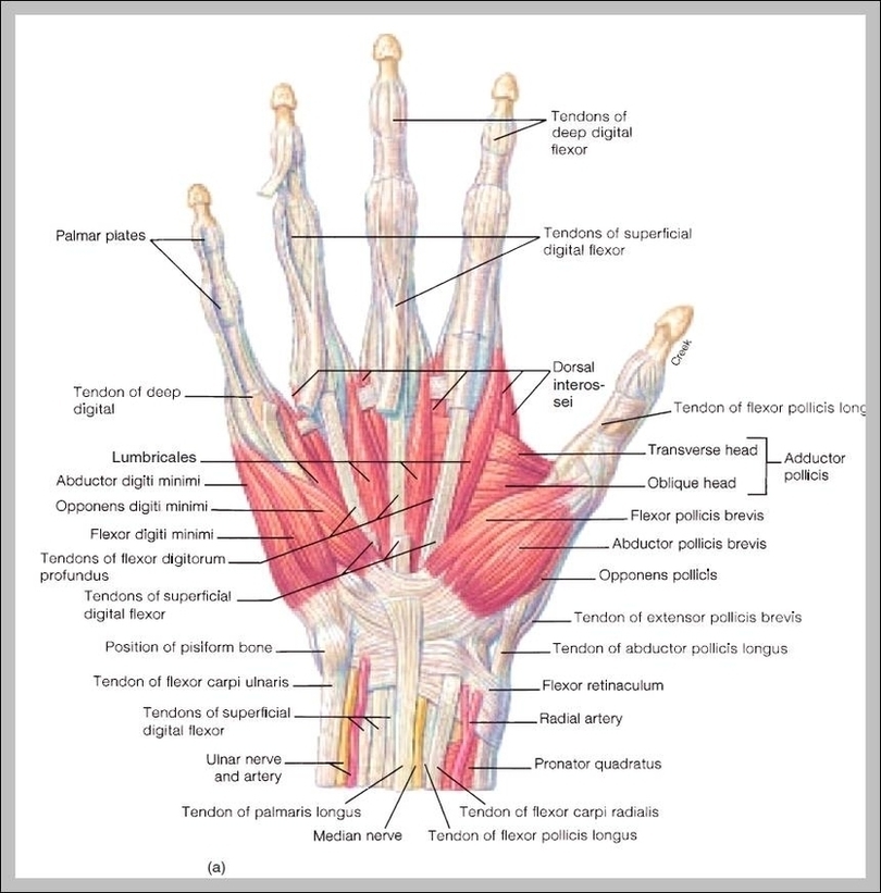 Finger Anatomy Image