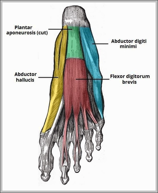 First Layer of Plantar Muscles Diagram