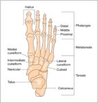 Foot Anatomy Bones Image