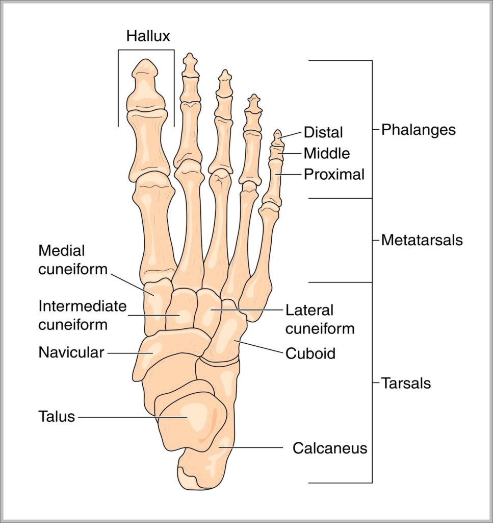 Foot Anatomy Picture Image