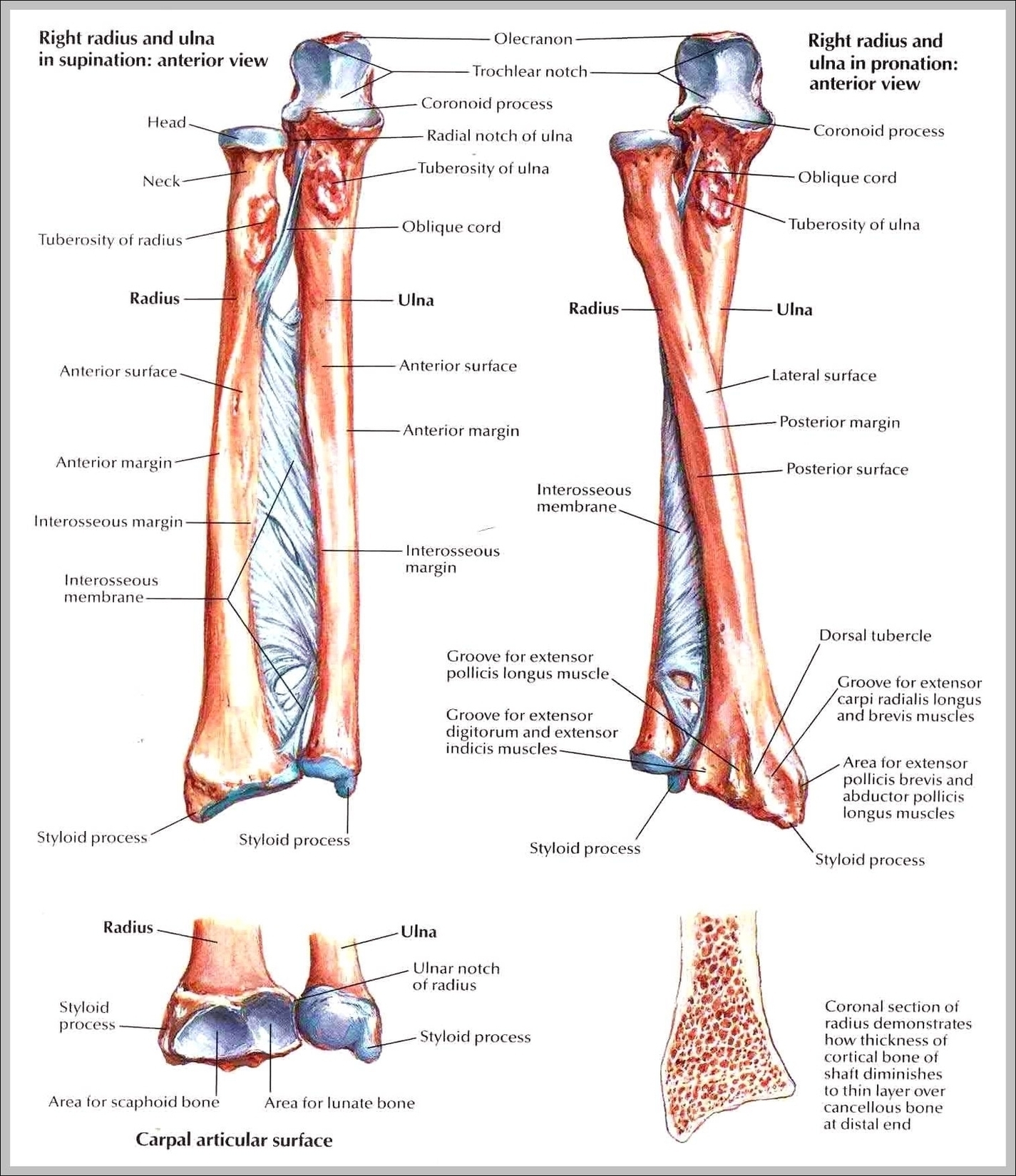 Fore Arm Bone Image