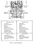 Four Abdominal Quadrants And Organs