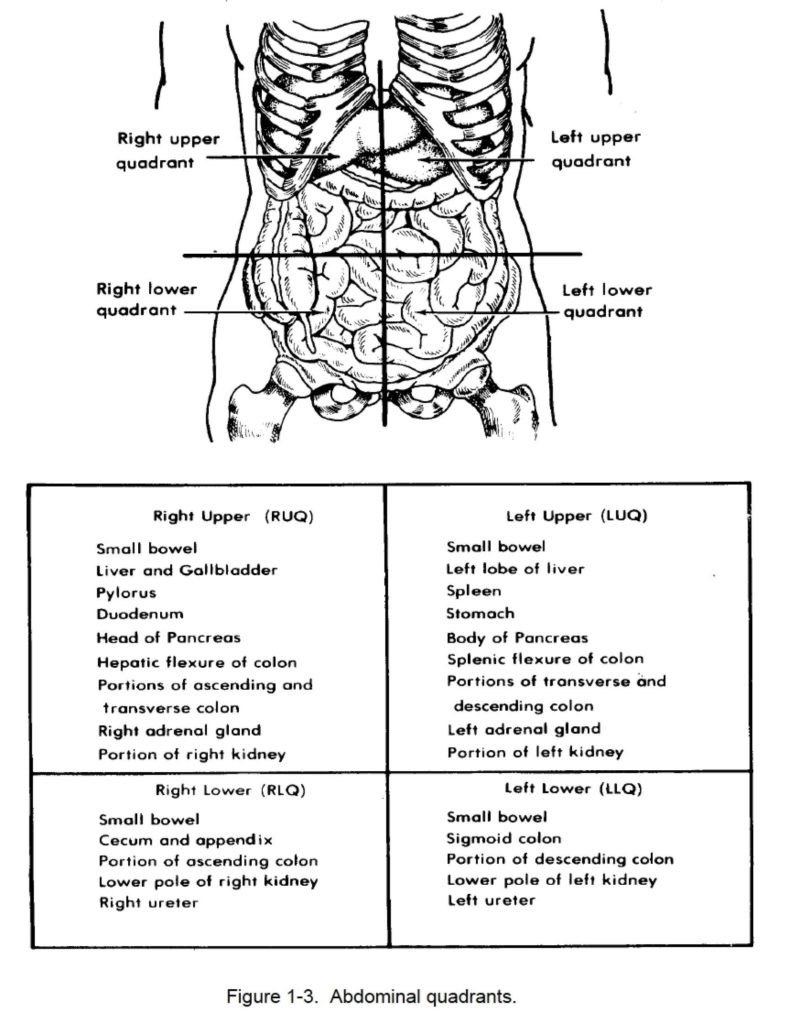 Four Abdominal Quadrants And Organs