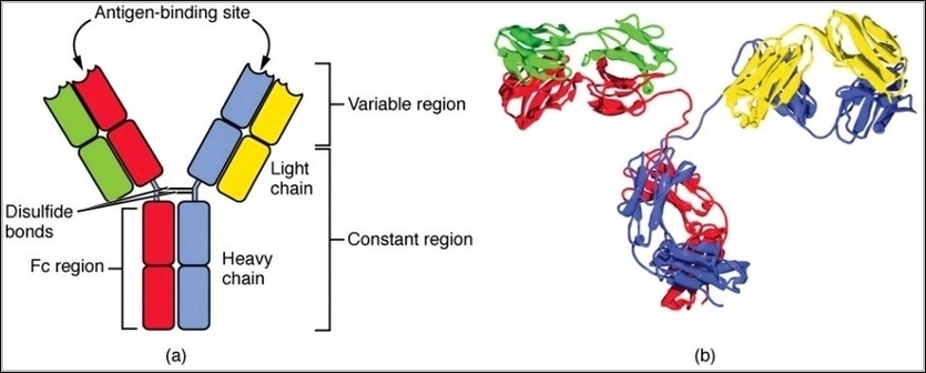 Four Chain Structure of a Generic Antibody IgG2 Structures