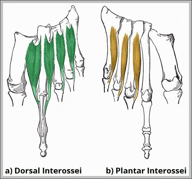 Fourth Layer of the Plantar Muscles Plantar and Dorsal Interossei. Diagram